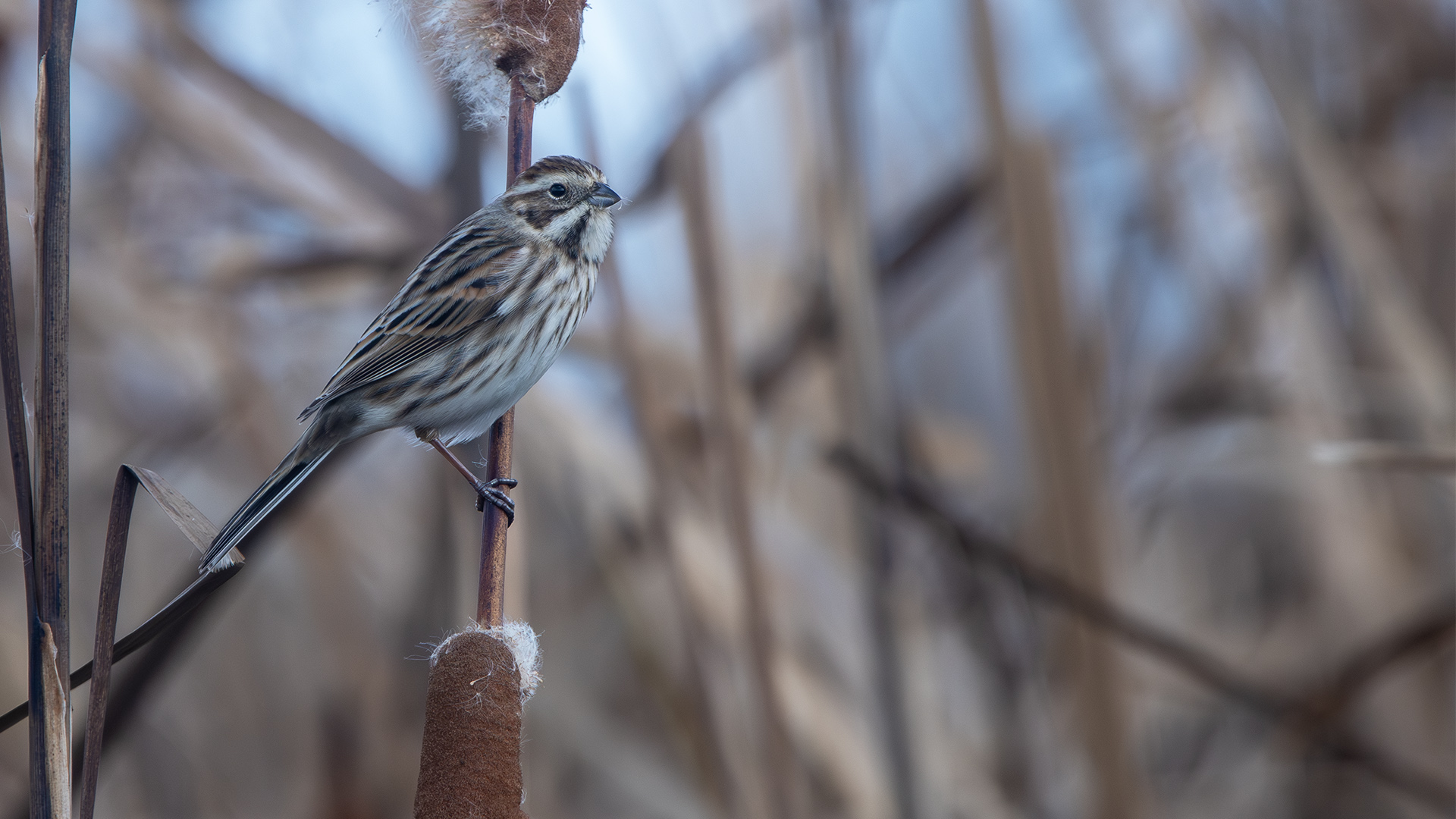 Reed Bunting